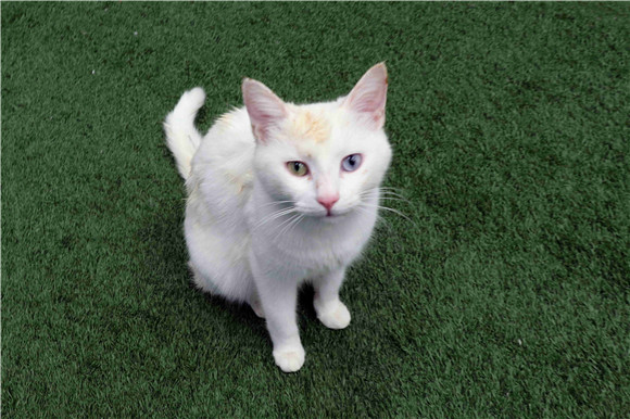 土耳其梵猫外形特征