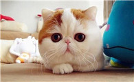 异国短毛猫适合吃什么