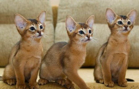 阿比西尼亚猫适合吃什么 阿比西尼亚猫适合吃什么