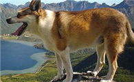 挪威伦德猎犬喂养技巧指南
