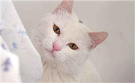 斯可可猫多大绝育比较好