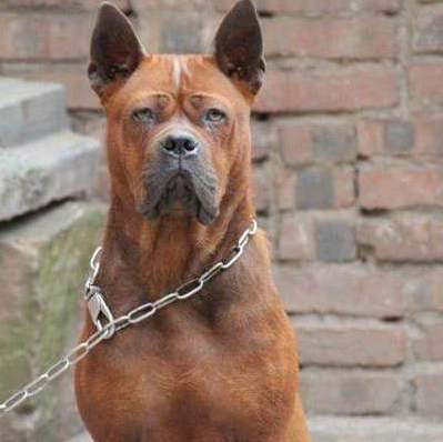 川东猎犬攻击性很强吗 川东猎犬攻击性很强吗