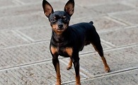 迷你杜宾犬机灵吗