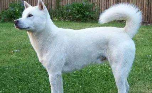 养北海道犬要注意什么