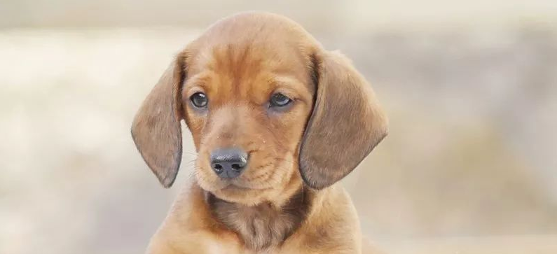 明斯特兰德犬生活习惯