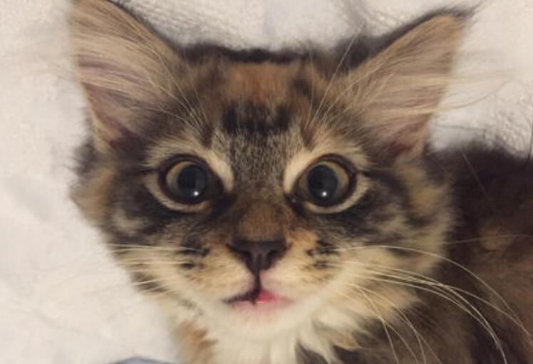 曼岛无尾猫是否粘人