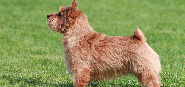 诺里奇梗的原产地在哪里