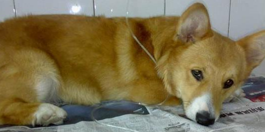 威尔斯柯基犬吃多了吐了怎么办