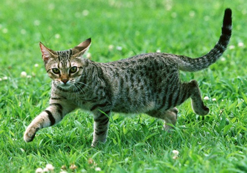 美国硬毛猫应该如何饲养