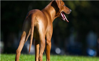 罗德西亚脊背犬的饲养要点有哪些