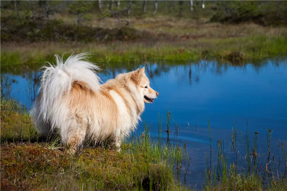 芬兰拉普猎犬训练有技巧吗 芬兰拉普猎犬训练有技巧吗