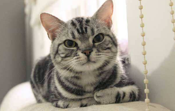 美国短毛猫有几种颜色 美国短毛猫有几种颜色