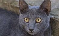科拉特猫生病怎么护理