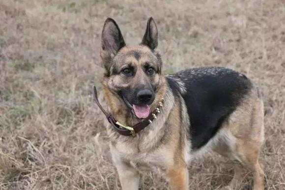 比利时特伏丹犬哪种颜色好