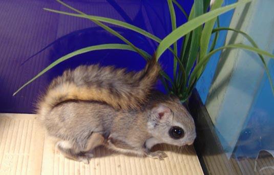 复齿鼯鼠的寿命有多长