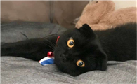 孟买猫哪种颜色比较好看
