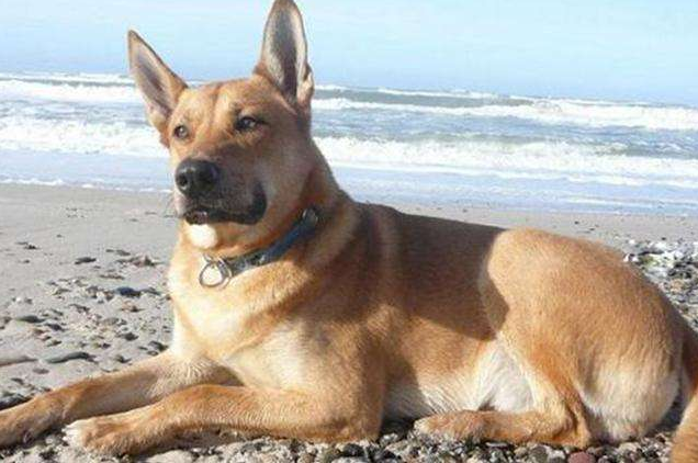 奇努克犬的体重是多少