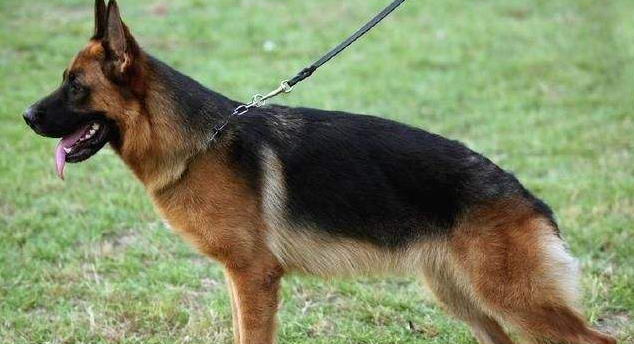 中国昆明犬的生活习性