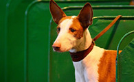 伊比赞猎犬吐了需要怎么办