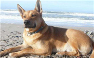 奇努克犬的体重是多少
