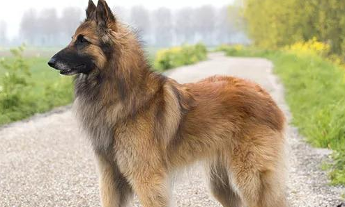 比利时特伏丹犬是哪国的