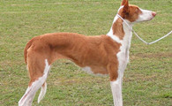 伊比赞猎犬窝咳应该怎么办