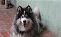 芬兰拉普猎犬什么时候产仔