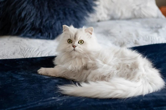 金吉拉猫生病了什么状态 金吉拉猫生病了什么状态