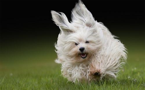 哈瓦那犬喂养技巧指南