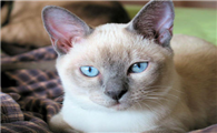 东奇尼猫的缺点是什么