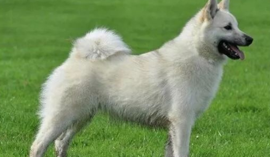 挪威牧羊犬的起源和历史