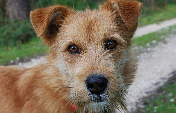 葡萄牙波登可犬机灵吗