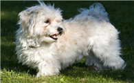 哈瓦那犬1天要吃几顿