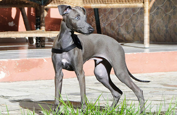 意大利灰狗性格和善,善解人意,是所有犬中速度最快的品种,喜欢追逐,体