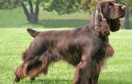 田野小猎犬是哪国的