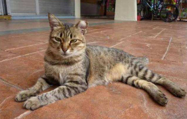 新加坡猫多少钱一只