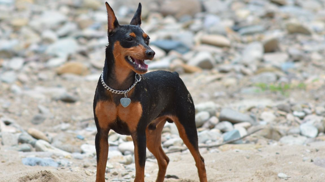 德国宾沙犬有哪些喜好