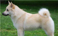 挪威布哈德犬拉稀应该怎么做