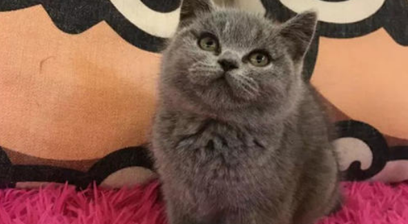 英国短毛猫多少钱一只 英国短毛猫多少钱一只