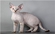 德文卷毛猫的缺点是什么