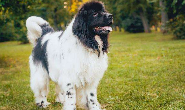 纽芬兰犬训练有技巧吗 纽芬兰犬训练有技巧吗