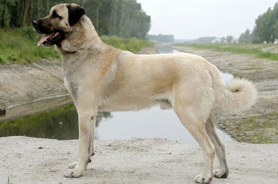 安纳托利亚牧羊犬是干什么的