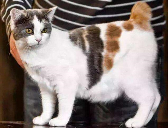 曼岛无尾猫的训练方法 曼岛无尾猫的训练方法