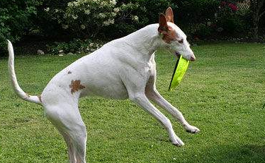 伊比赞猎犬一般多少钱