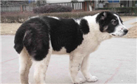 中亚牧羊犬有几种颜色
