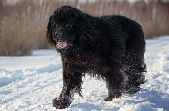 纽芬兰犬喂养技巧指南