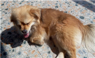 养西藏猎犬注意事项