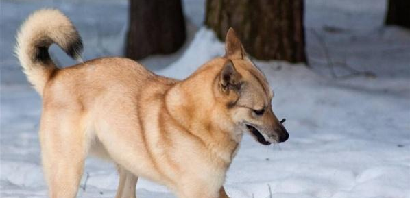 芬兰拉普猎犬一般能活多久 芬兰拉普猎犬一般能活多久