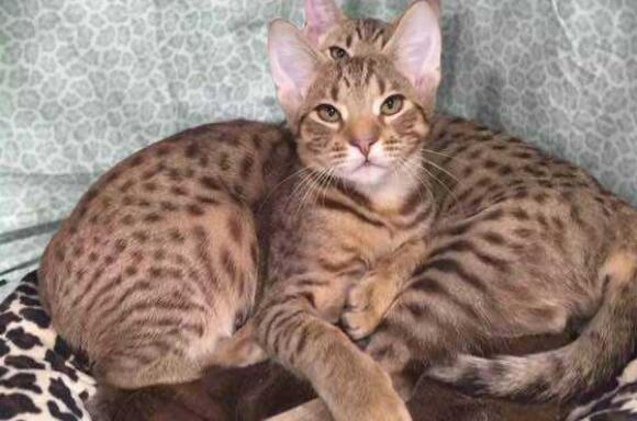 奥西猫寿命多久 奥西猫寿命多久