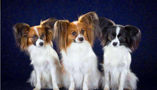 菲利犬需要训练什么